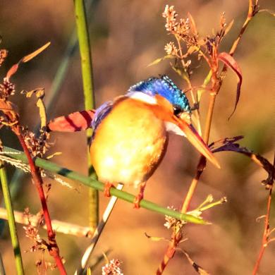Birds at our retreat in Centurion