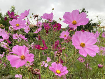 Cosmos flowers at our spiritual retreat