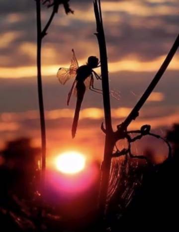 Dragonfly at sunset at our wellness centre