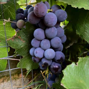 Grapes at Soul Oasis, Mnandi