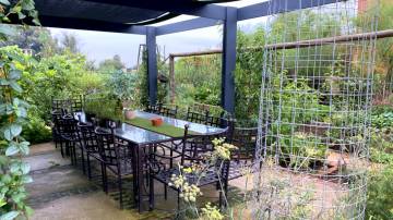 Healing herbs, Centurion