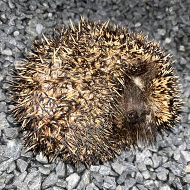 Hedgehogs at our retreat in Centurion