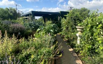 Medicinal plants, Centurion