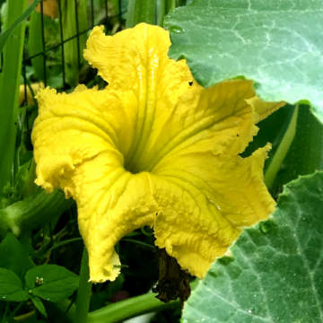 Pumpkin flower at urban retreat