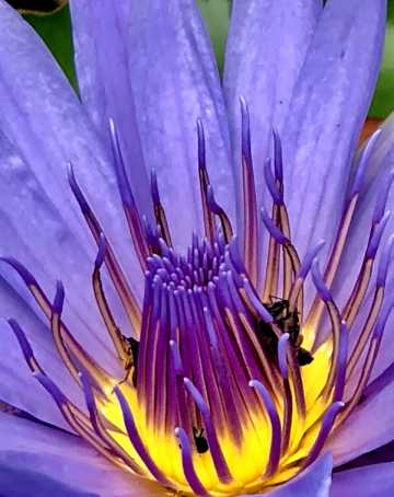 Purple flower at urban retreat