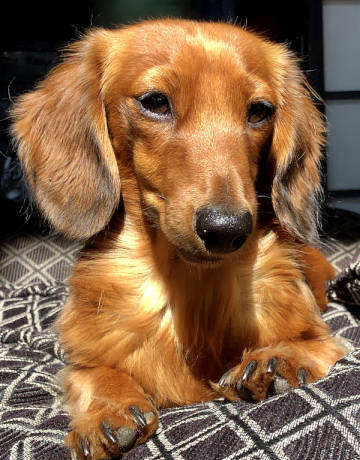 Sausage dog, Centurion