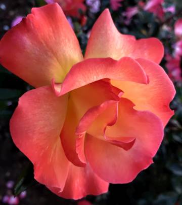 Spiritual retreat rose, Centurion