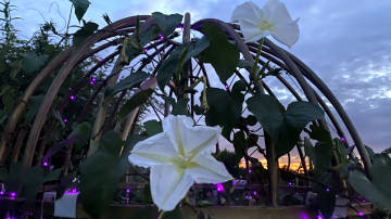 Spiritual retreat sunset flowers