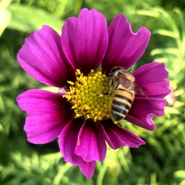 Urban retreat flower and bee