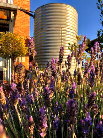 Urban retreat water tank and lavender