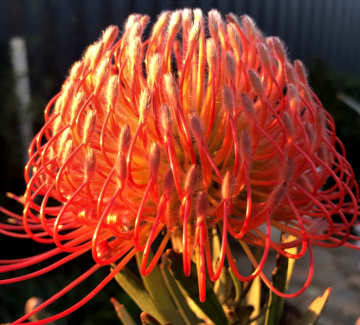 Wedding venue, indigenous flower